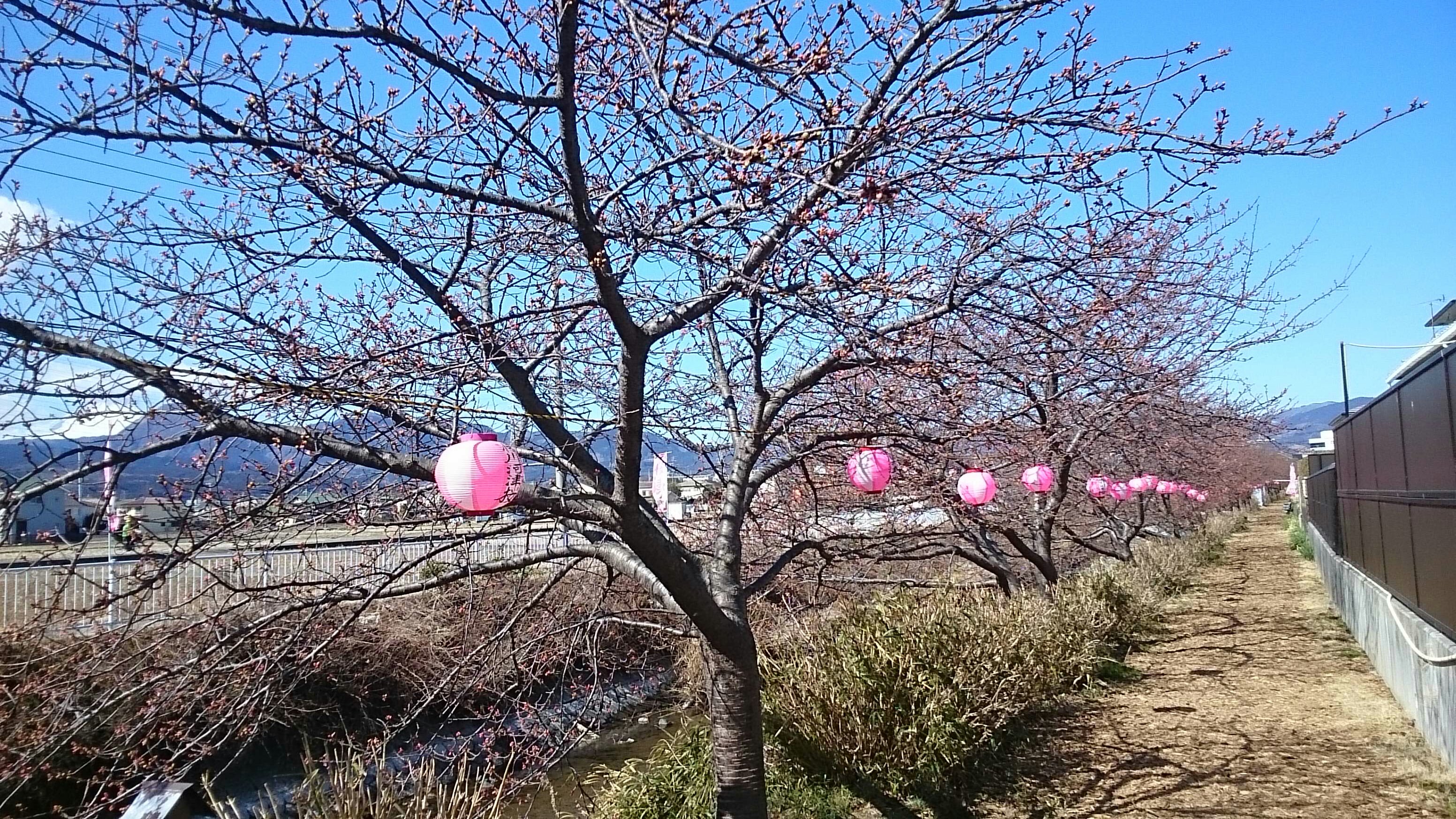 18年開花情報 河津桜 松田山ハーブガーデンは見頃となりました アシガラッテ