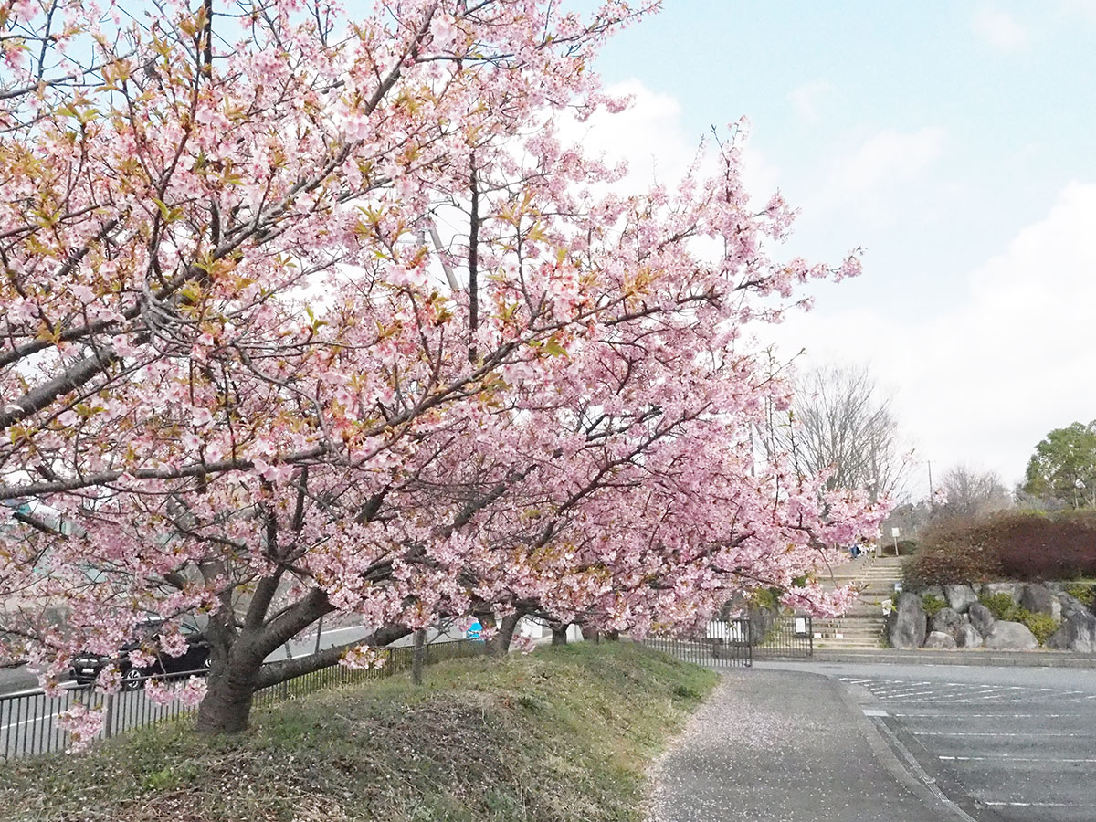 車場 駐 河津 桜